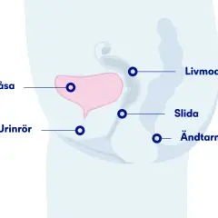 Illustration av kvinnans bäcken med urinblåsa, urinrör, livmoder, slida och ändtarm. Kan vara relevant vid svårt att kissa.