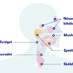 Illustration av huvudets och halsens anatomi, visar näsa, munhåla, spottkörtlar och struphuvud. Kan förklara varför man har ont i halsen på morgonen.