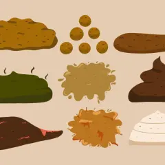 Illustration av olika typer av bajs, från mörkt till ljust bajs, inklusive klumpar och flytande former.