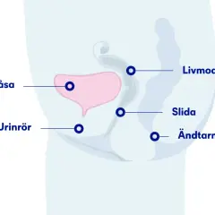 Illustration av kvinnans bäckenorgan: urinblåsa, urinrör, livmoder, slida och ändtarm. Kan vara relevant vid misstanke om blod i urinen hos kvinna.