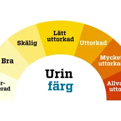 Färgskala för urin: överhydrerad, bra, skällig, lätt uttorkad, uttorkad, mycket uttorkad, allvarligt uttorkad. Urin luktar illa klimakteriet kan bero på uttorkning.