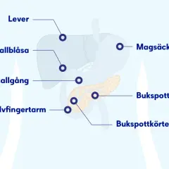 Illustration visar bukspottkörteln, magsäcken, levern och gallgångarna. Ont i solar plexus kan bero på problem med dessa organ.