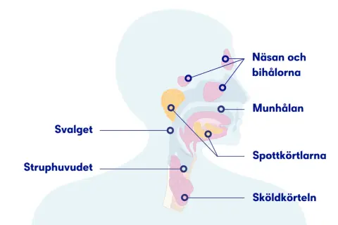 Illustration av huvudets och halsens anatomi, visar näsa, munhåla, spottkörtlar och struphuvud. Kan förklara varför man har ont i halsen på morgonen.