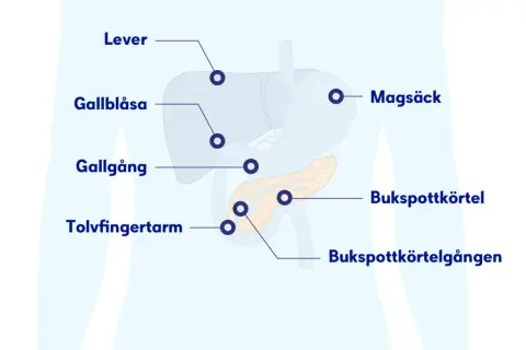Illustration visar bukspottkörteln, magsäcken, levern och gallgångarna. Ont i solar plexus kan bero på problem med dessa organ.