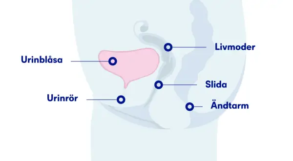 Illustration av kvinnans bäcken med urinblåsa, urinrör, livmoder, slida och ändtarm. Kan vara relevant vid svårt att kissa.