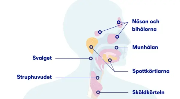 Illustration av huvudets och halsens anatomi, visar näsa, munhåla, spottkörtlar och struphuvud. Kan förklara varför man har ont i halsen på morgonen.