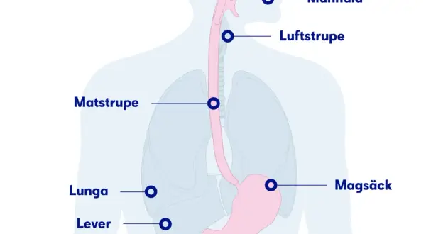 Illustration av matstrupen, lungor, magsäck och lever. Kan visa var en kramp i matstrupen kan kännas.