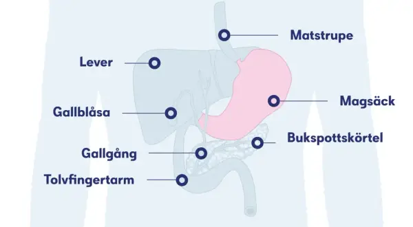 Illustration av matsmältningsorganen: lever, magsäck, bukspottkörtel, gallblåsa, gallgång, tolvfingertarm och matstrupe. Viktigt att upptäcka aggressiv cancer i magen tidigt.