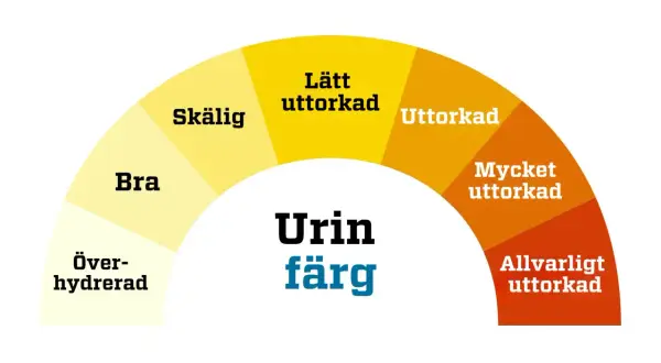 Färgskala för urin: överhydrerad, bra, skällig, lätt uttorkad, uttorkad, mycket uttorkad, allvarligt uttorkad. Urin luktar illa klimakteriet kan bero på uttorkning.