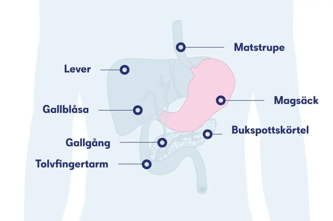 Illustration av matsmältningsorganen: lever, magsäck, bukspottkörtel, gallblåsa, gallgång, tolvfingertarm och matstrupe. Viktigt att upptäcka aggressiv cancer i magen tidigt.