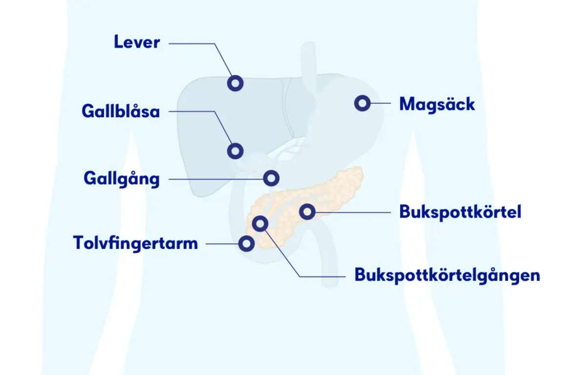 Illustration visar bukspottkörteln, magsäcken, levern och gallgångarna. Ont i solar plexus kan bero på problem med dessa organ.