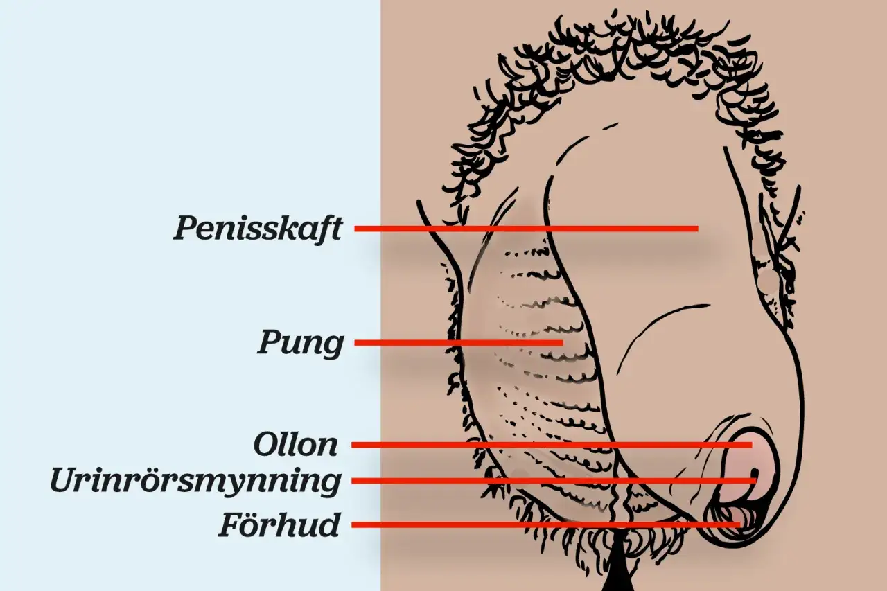 Illustration av manliga könsorgan med etiketter. Man kan se prickar på ollonet, som är en del av penisen.