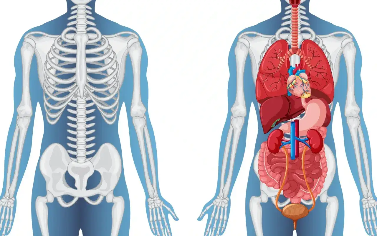 Illustration av skelett och inre organ. Kanske ont under revbenen och bak ryggen?