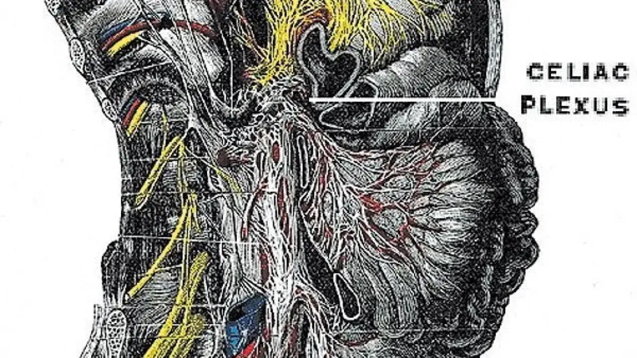 Detaljerad illustration av celiac plexus, nervsystemet som kan orsaka ont i solar plexus vid problem.