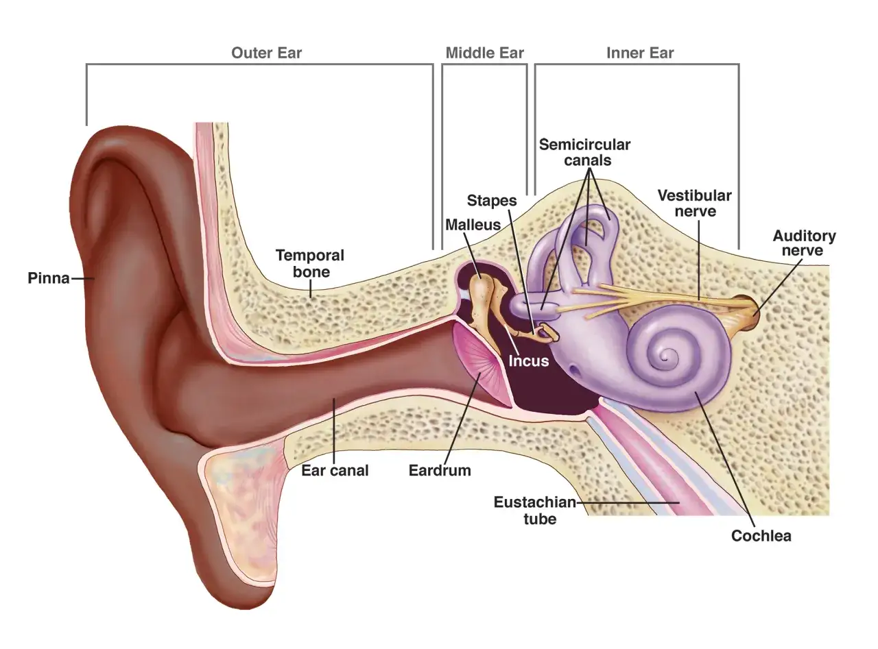 Illustration av örats anatomi, med delar som ytteröra, mellanöra och inneröra. Kan vara relevant vid förståelse av menieres sjukdom.