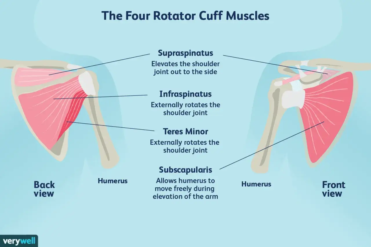 Illustration av de fyra rotator cuff-musklerna. Förståelse för dessa muskler är nyckeln vid rotator cuff syndrom.