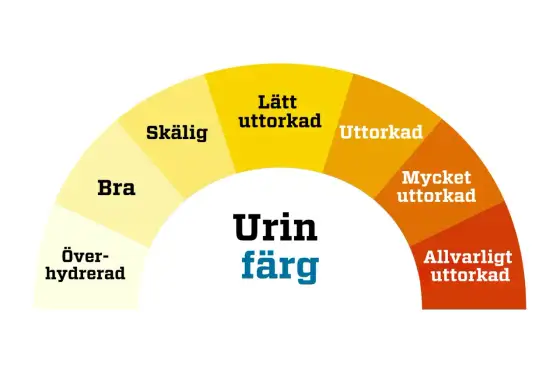 Luktar urinen annorlunda i klimakteriet? Så vet du varför