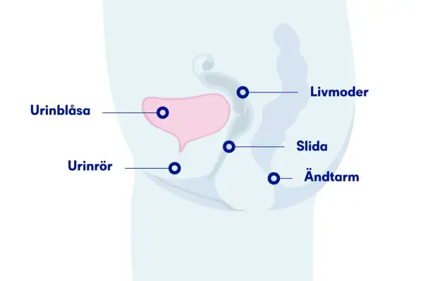 Illustration av kvinnans bäcken med urinblåsa, urinrör, livmoder, slida och ändtarm. Kan vara relevant vid svårt att kissa.