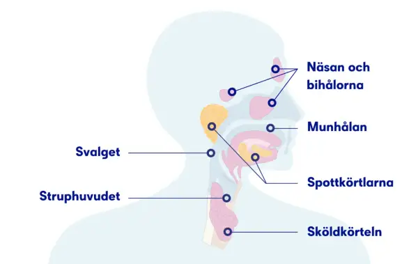 Illustration av huvudets och halsens anatomi, visar näsa, munhåla, spottkörtlar och struphuvud. Kan förklara varför man har ont i halsen på morgonen.