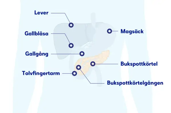 Illustration visar bukspottkörteln, magsäcken, levern och gallgångarna. Ont i solar plexus kan bero på problem med dessa organ.